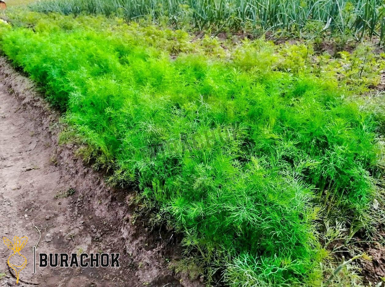 Свіжий кріп на зиму в банках